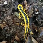 La Mirador De Valles Pasiegos בית נופש *