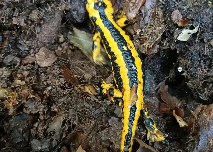 La Mirador De Valles Pasiegos Hébergement de vacances *